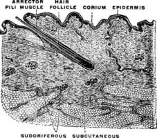 Querschnitt der menschlichen Haut, Vintage Illustration. vektor