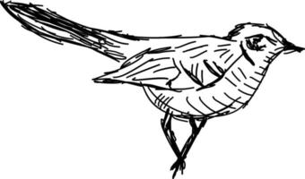Vogelzeichnung, Illustration, Vektor auf weißem Hintergrund.