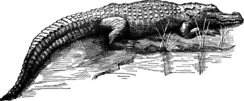 krokodil krokodylinae, årgång illustration. vektor