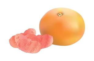 vektor illustration av realistisk grapefrukt