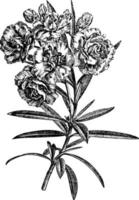 blühender branchlet von nerium oleander album plenum vintage illustration. vektor