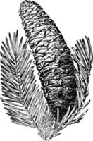 silver- gran träd kon årgång illustration. vektor