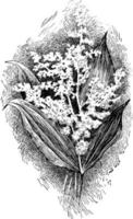 smilacina racemosa vintage illustration. vektor