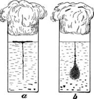 vuxen bakterie, årgång illustration. vektor