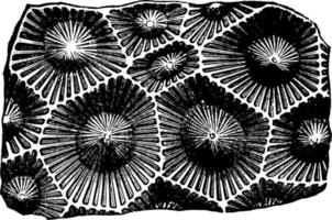 lithostrotion strahlen aus, vintage illustration vektor