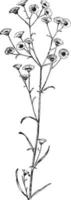 tusensköna, loppis, erigeron, ramosus, sammansatta, årlig, växt, sammansatt, blommor årgång illustration. vektor