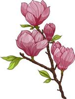 bukett av magnolia blomma, gren med rosa blomma och löv illustrationer. sammansättning med blommor. blommig bukett vektor