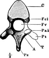 Rückenwirbel, Vintage Illustration. vektor