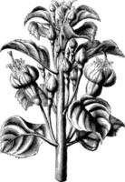 blommande gren av fuchsia erecta superba årgång illustration. vektor