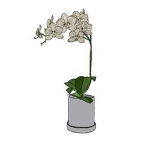 orkide blomma vektor illustration med hand teckning stil