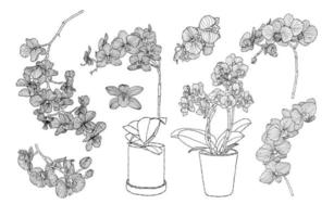 orkide blomma vektor illustration med hand teckning stil