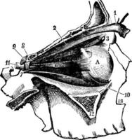 öga muskler, årgång illustration. vektor