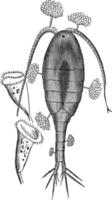 Ciliate, Vintage-Illustration. vektor