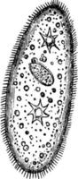 paramecium, årgång illustration. vektor