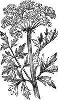 hemlock wasser dropwort vintage illustration. vektor