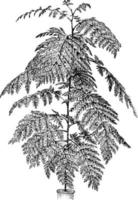 grevillea robusta årgång illustration. vektor