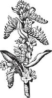 borretsch, boraginaceae, strauch, blumen, blätter vintage illustration. vektor