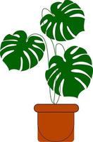 monstera växt i en pott, illustration, vektor på vit bakgrund.