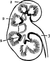 njure, årgång illustration. vektor