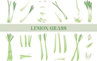 citron- gräs isolerat illustration hand dragen vektor
