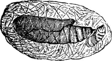 Plusia-Motte, Vintage-Illustration. vektor