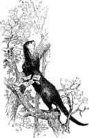 Seeotter, Vintage Illustration. vektor