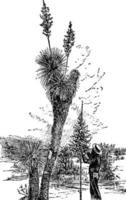 yucca radiosa årgång illustration. vektor