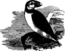 allmänning lunnefågel fratercula, årgång illustration. vektor