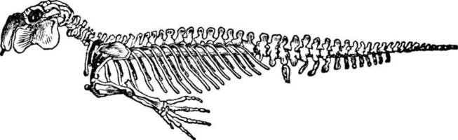 dugong skelett, årgång illustration. vektor