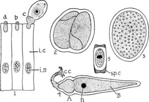 lebensgeschichte von gregarina gregarina, vintage illustration. vektor