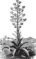 Vintage Illustration der Pita-Pflanze. vektor