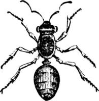 myra, årgång illustration. vektor