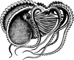 argonaut papper nautilusar, årgång illustration. vektor