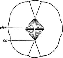 cell division, årgång illustration. vektor