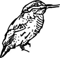 Vogelzeichnung, Illustration, Vektor auf weißem Hintergrund.