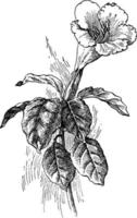 solandra grandiflora vintage illustration. vektor