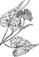 boneset, pflanze, klettern, hanfkraut, blätter, compositae, mikania, scandens vintage illustration. vektor