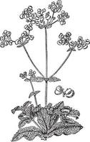 viscosissima vielzahl von calceolaria integrifolia vintage illustration. vektor