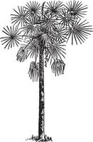 palmetto årgång illustration. vektor