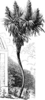 aloe yucca vintage illustration. vektor