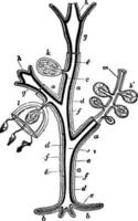 hydromedusa, årgång illustration. vektor