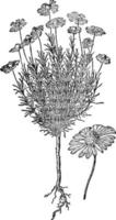 sneezeweed-weinleseillustration. vektor