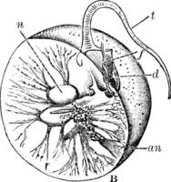 noctilucales, årgång illustration. vektor