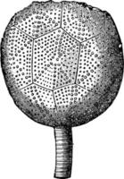 Caryocrinus strahlen aus, Vintage-Illustration vektor