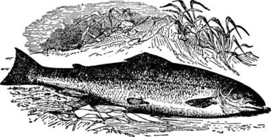 Lachs oder Salmo Salar, Vintage-Illustration. vektor