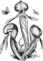 darlingtonia vintage illustration. vektor