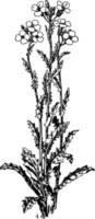 arabis albida-weinleseillustration. vektor