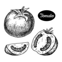 frische Tomate. vegetarische vektorillustration der hand gezeichneten skizzenart. isolierte Zeichnung auf weißem Hintergrund. Vitamin und gesundes Öko-Lebensmittel. Produkte vom Bauernmarkt. vektor