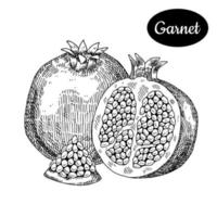 frischer Granat. hand gezeichnete skizzenart tropische sommerfrucht-vektorillustration. isolierte Zeichnung auf weißem Hintergrund. Vitamin und gesundes Obst Öko-Lebensmittel. Produkte vom Bauernmarkt. vektor