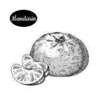 frische Mandarine. hand gezeichnete skizzenart tropische sommerfrucht-vektorillustration. isolierte Zeichnung auf weißem Hintergrund. Vitamin und gesundes Obst Öko-Lebensmittel. Produkte vom Bauernmarkt. vektor